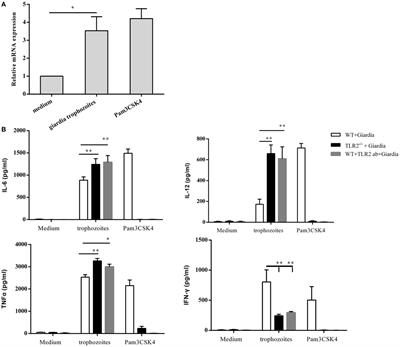 TLR2−/− Mice Display Decreased Severity of Giardiasis via Enhanced Proinflammatory Cytokines Production Dependent on AKT Signal Pathway